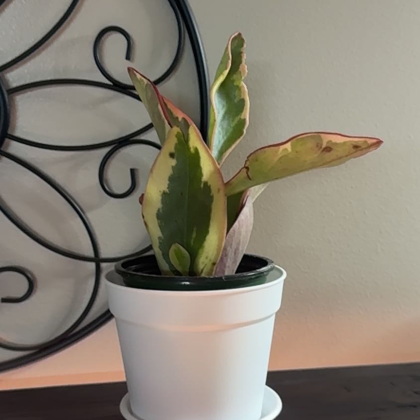 Photo of the plant species Pepperomia Red Edge by @Error_Reboot named Kobe on Greg, the plant care app