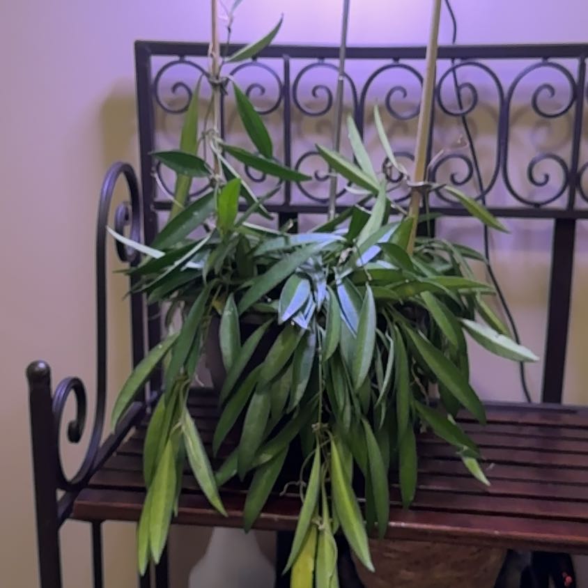 Photo of the plant species Long-Leaf Hoya by @Error_Reboot named Achilles on Greg, the plant care app