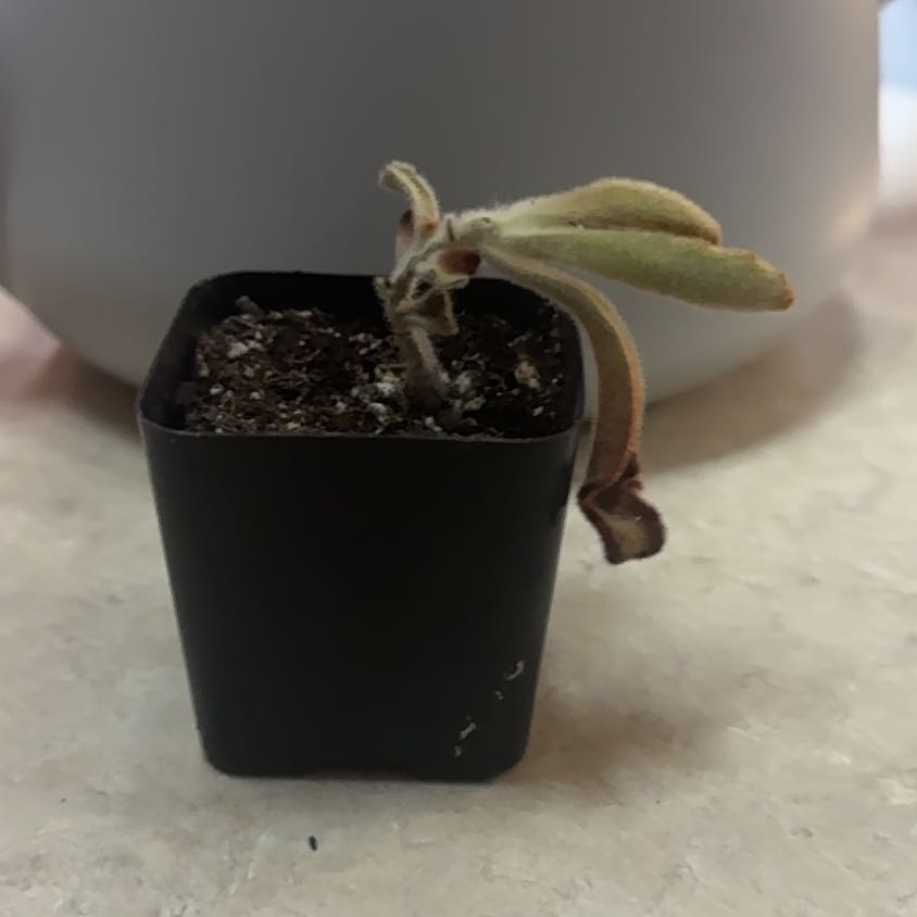 Photo of the plant species Chocolate Soldier by @Error_Reboot named Nithin on Greg, the plant care app