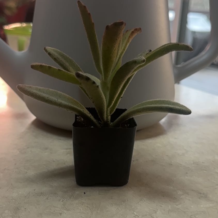 Photo of the plant species Chocolate Soldier by @Error_Reboot named Snicker on Greg, the plant care app
