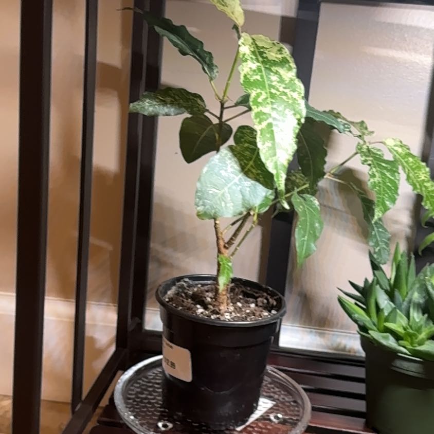 Photo of the plant species Clown Fig by @Error_Reboot named Squiggy on Greg, the plant care app