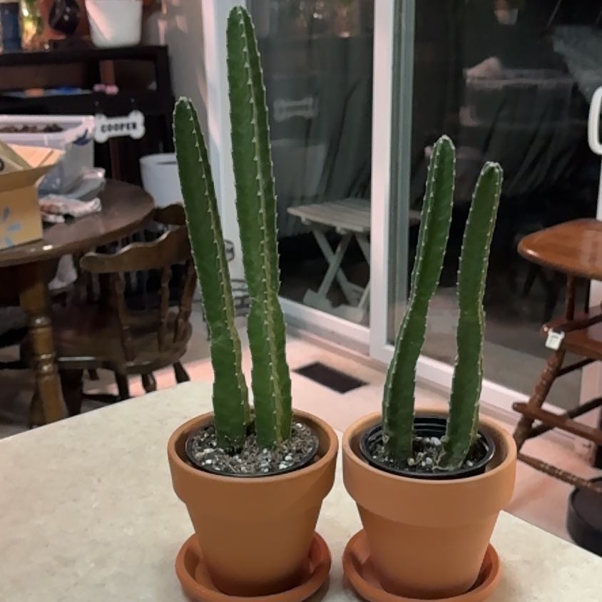 Photo of the plant species Starfish Cactus by @Error_Reboot named Sahara & Mojave on Greg, the plant care app