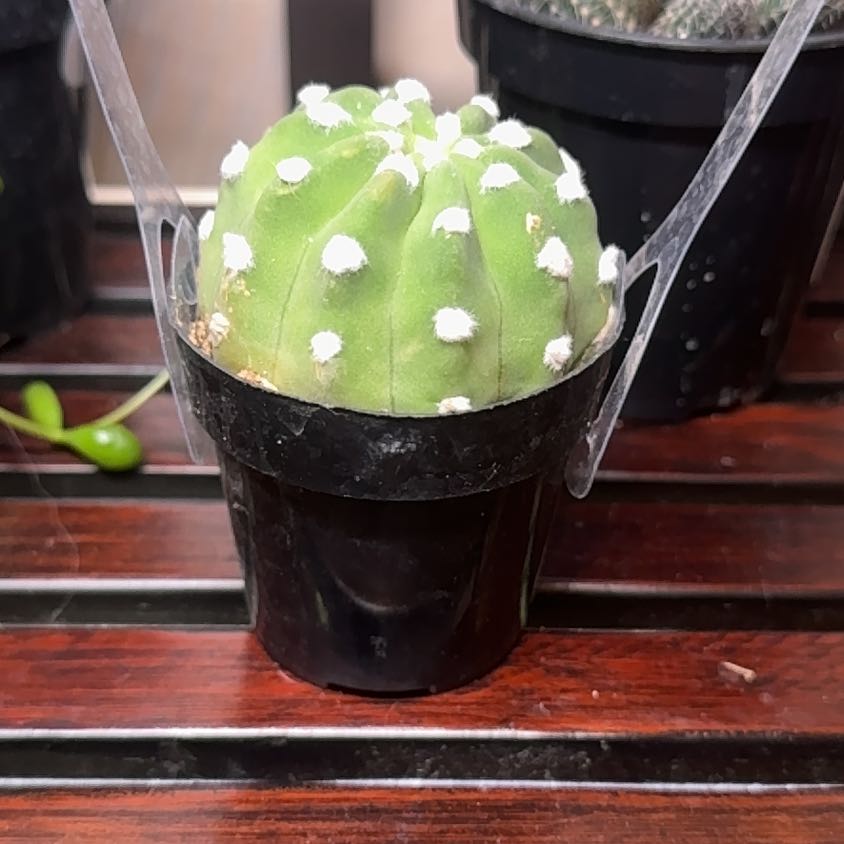 Photo of the plant species Echinopsis subdenudatum 'Dominos' by @Error_Reboot named Domino on Greg, the plant care app