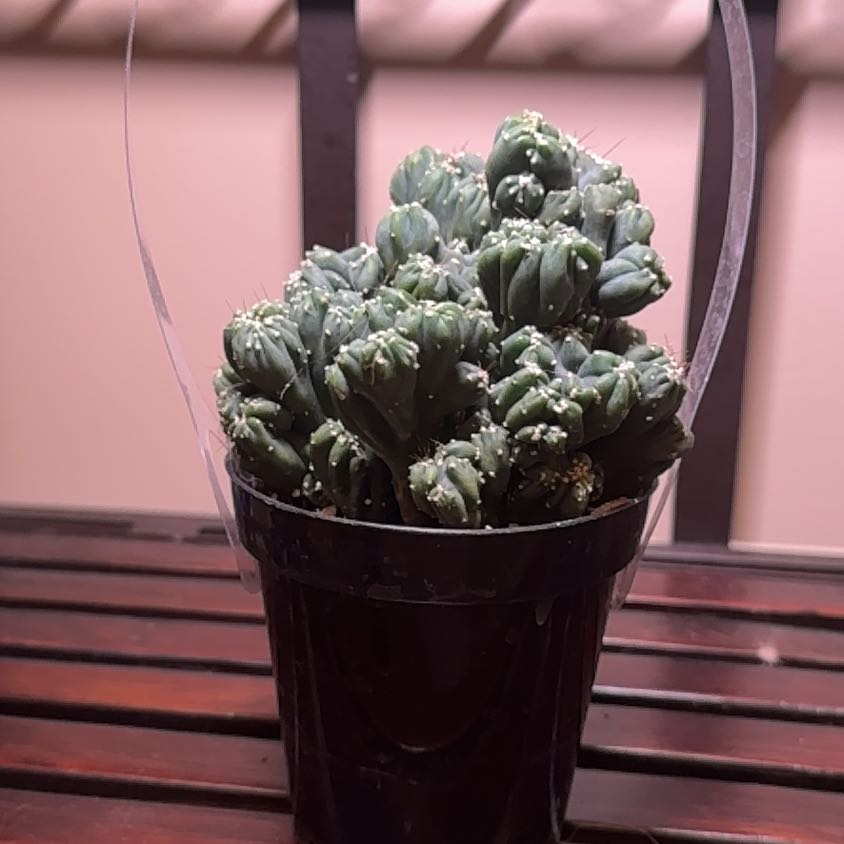 Photo of the plant species Ming Thing Cactus by @Error_Reboot named Thorn on Greg, the plant care app