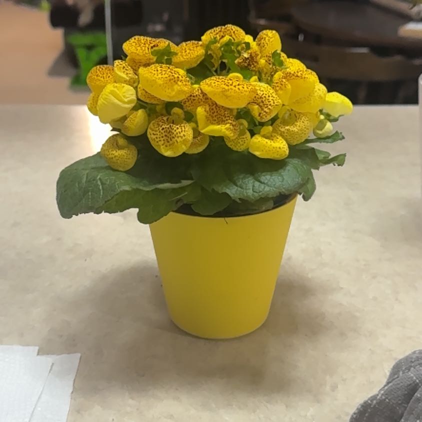 Photo of the plant species Calceolaria alba by @Error_Reboot named Blondie on Greg, the plant care app