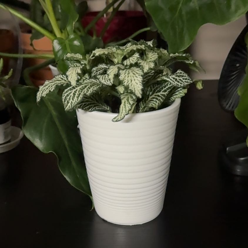 Photo of the plant species Nerve Plant by @Error_Reboot named Tizzy on Greg, the plant care app