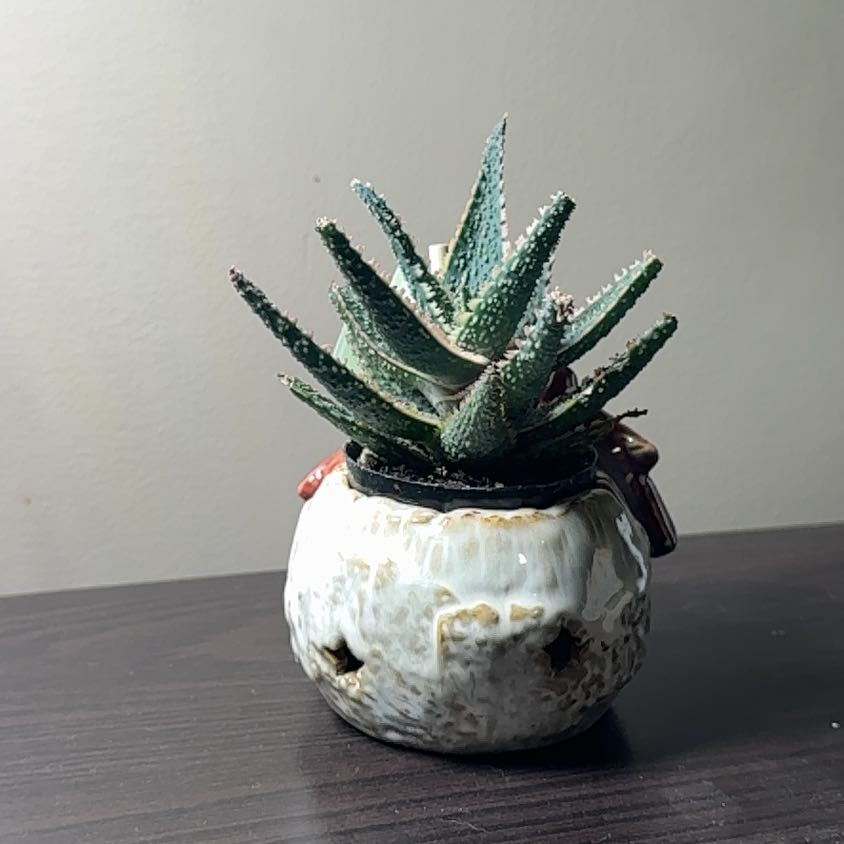 Photo of the plant species Star Aloe by @Error_Reboot named Fluffy on Greg, the plant care app