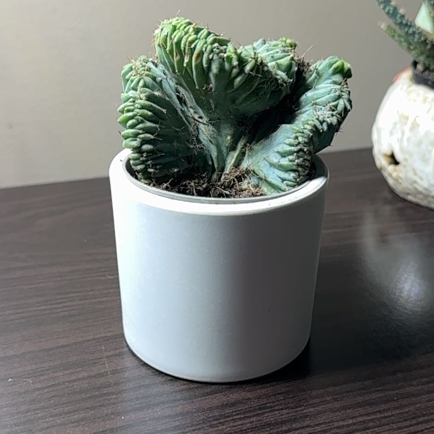 Photo of the plant species Crested Blue Candle by @Error_Reboot named Zion on Greg, the plant care app