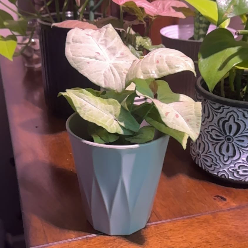 Photo of the plant species Syngonium 'Milk Confetti' by @Error_Reboot named Cookie - Champaign Ill on Greg, the plant care app