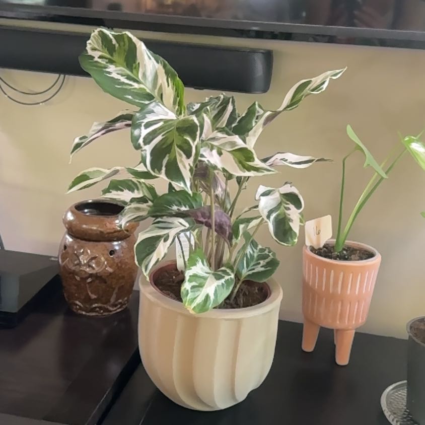 Photo of the plant species Calathea Stella by @Error_Reboot named Stella - Champaign, Illinois on Greg, the plant care app