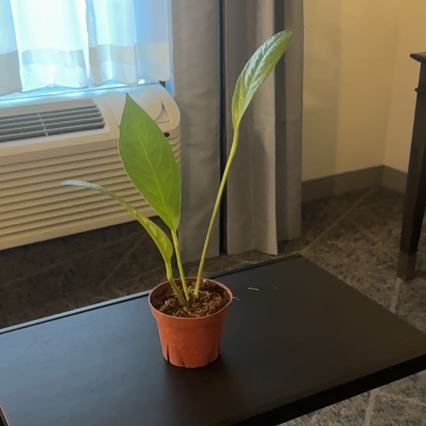 Photo of the plant species Anthurium Big Bill by @Error_Reboot named Apollo on Greg, the plant care app
