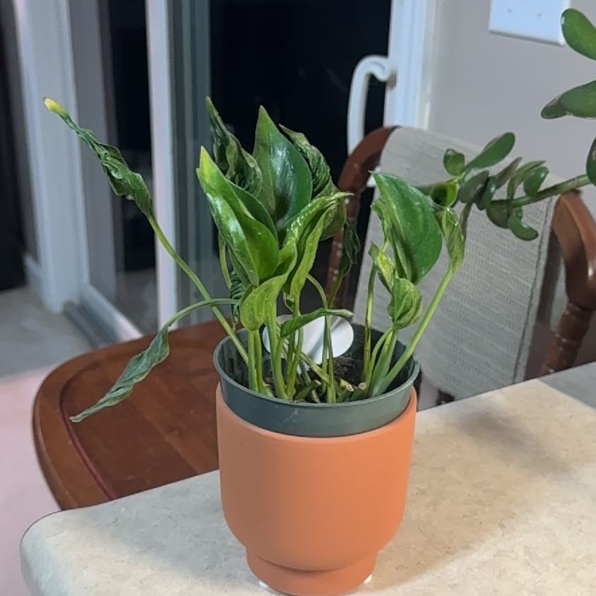 Photo of the plant species Pothos 'Shangri La' by @Error_Reboot named Scrooge - Alabama plant show/26 on Greg, the plant care app