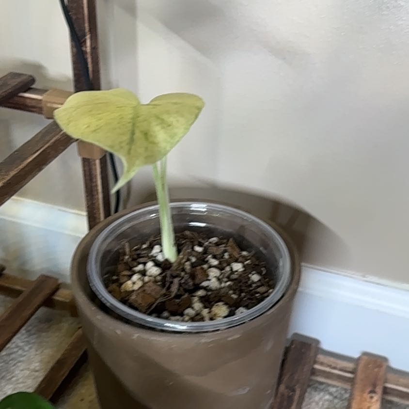 Photo of the plant species Monstera Mint by @Error_Reboot named Avalanche - Alabama Plant show/26 on Greg, the plant care app
