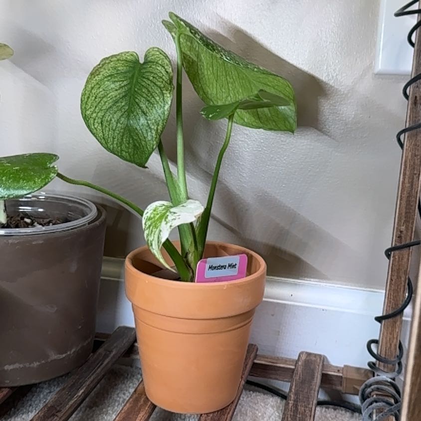 Photo of the plant species Monstera Mint by @Error_Reboot named Onyx - Alabama Plant show/26 on Greg, the plant care app