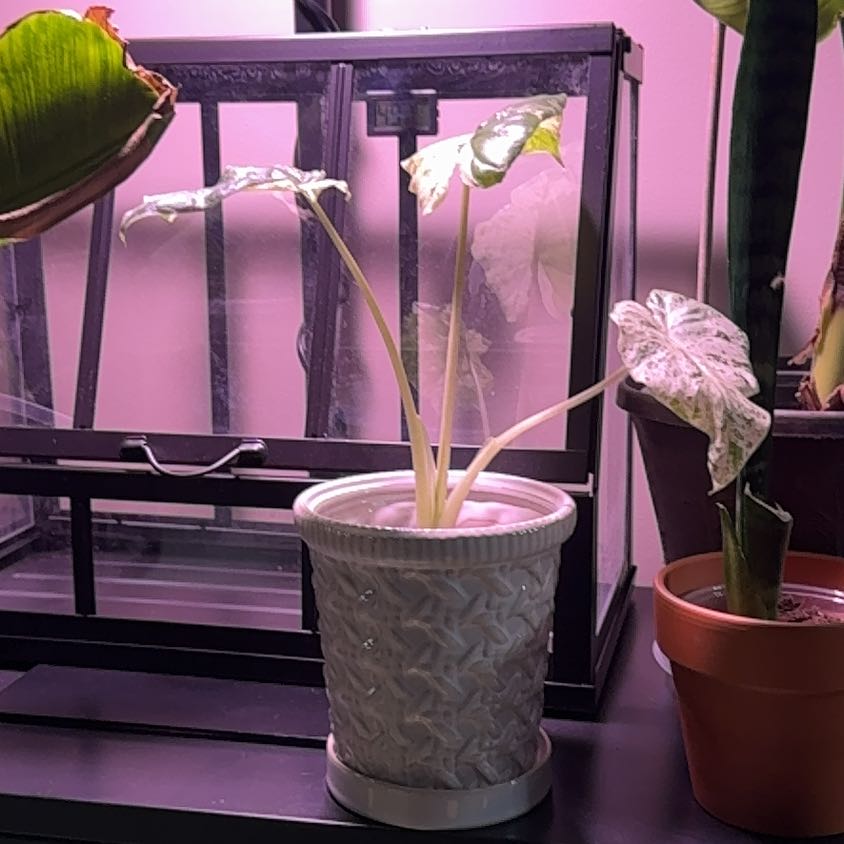 Photo of the plant species Alocasia Blizzard Elephants Ear by @Error_Reboot named Storm - Alabama plant show/26 on Greg, the plant care app