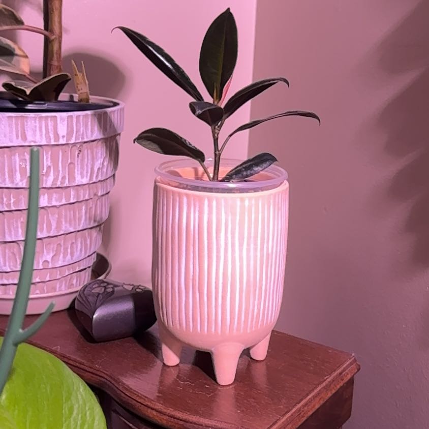 Photo of the plant species Ficus burgundy by @Error_Reboot named Bloody Mary - Alabama Plant show 26 on Greg, the plant care app
