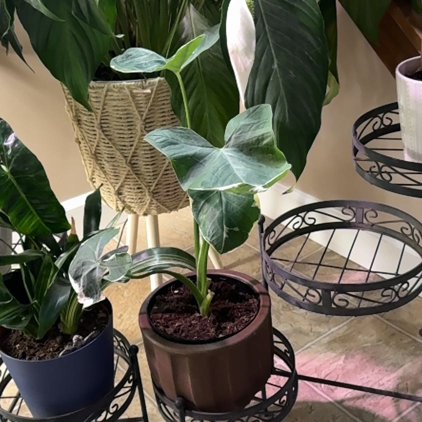 Photo of the plant species Mickey Mouse by @Error_Reboot named Mickster - Alabama Plant show/26 on Greg, the plant care app