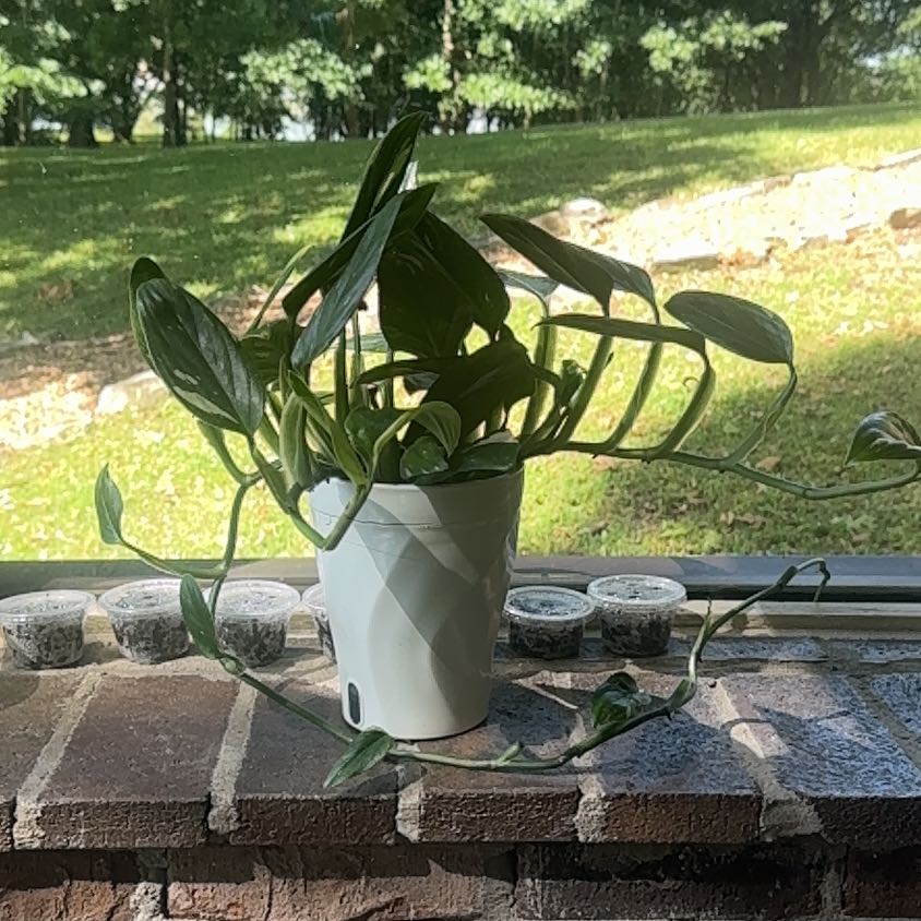Photo of the plant species Cobra Monstera by @Error_Reboot named Dania/Lake Awana 2026 on Greg, the plant care app