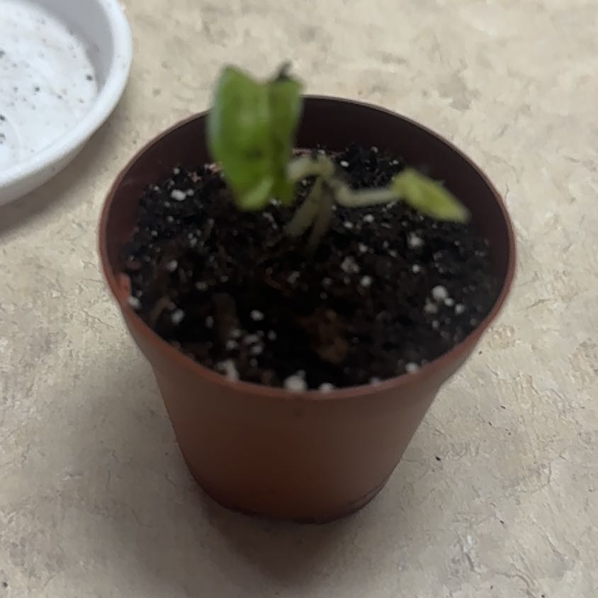 Photo of the plant species Monstera Mint by @Error_Reboot named Pepper on Greg, the plant care app