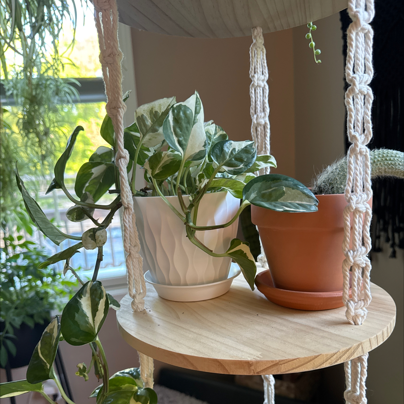Photo of the plant species Scindapsus variegated by @Error_Reboot named Pearl on Greg, the plant care app