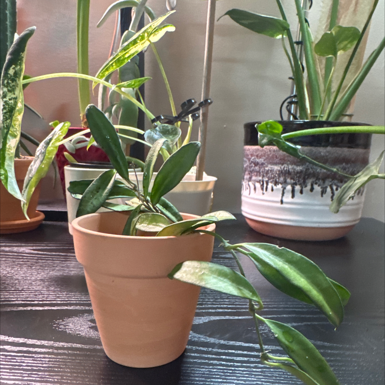Photo of the plant species Long-Leaf Hoya by @Error_Reboot named Oscar on Greg, the plant care app