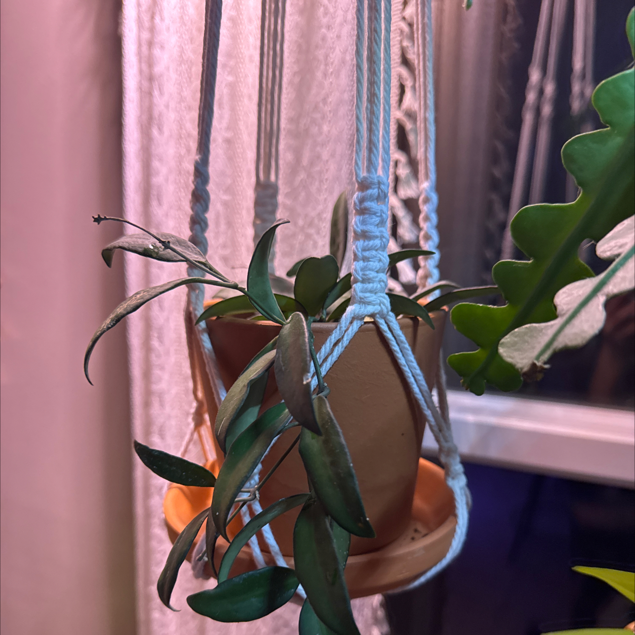 Photo of the plant species Long-Leaf Hoya by @Error_Reboot named Curie on Greg, the plant care app