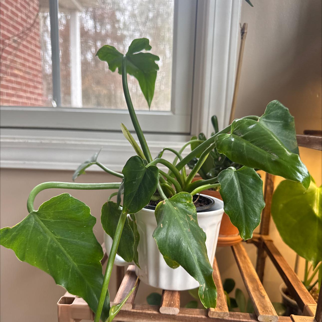Photo of the plant species Philodendron Radiatum by @Error_Reboot named Marley on Greg, the plant care app