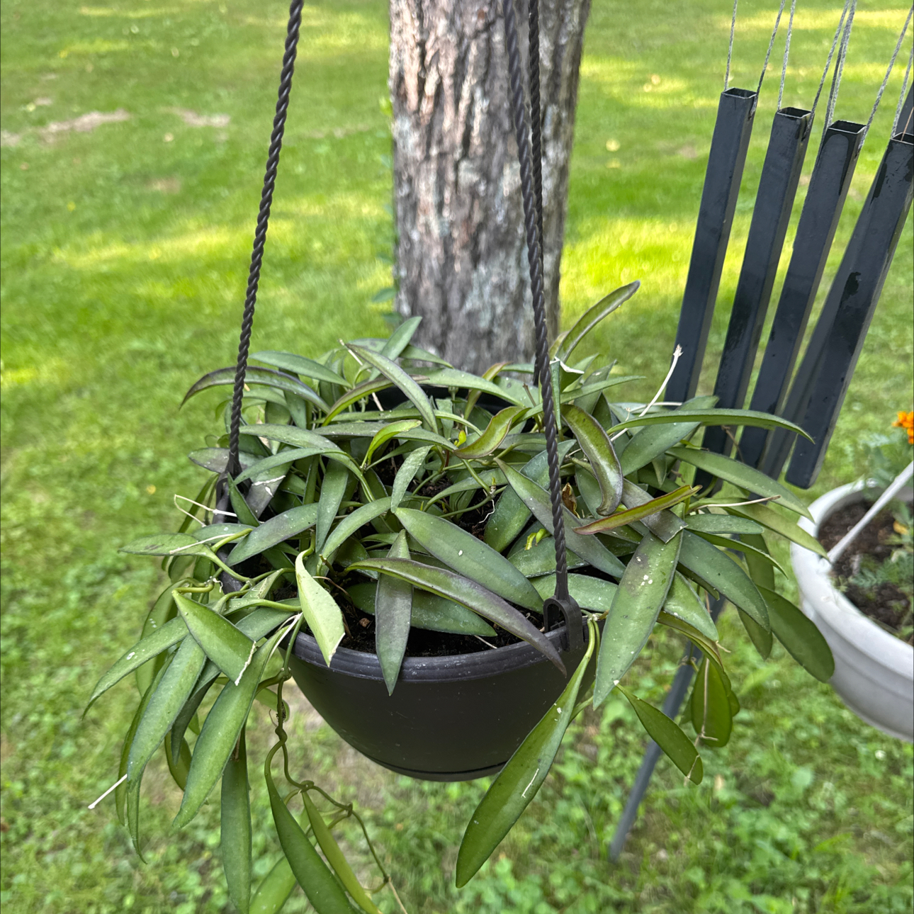 Photo of the plant species Long-Leaf Hoya by @Error_Reboot named Achilles on Greg, the plant care app