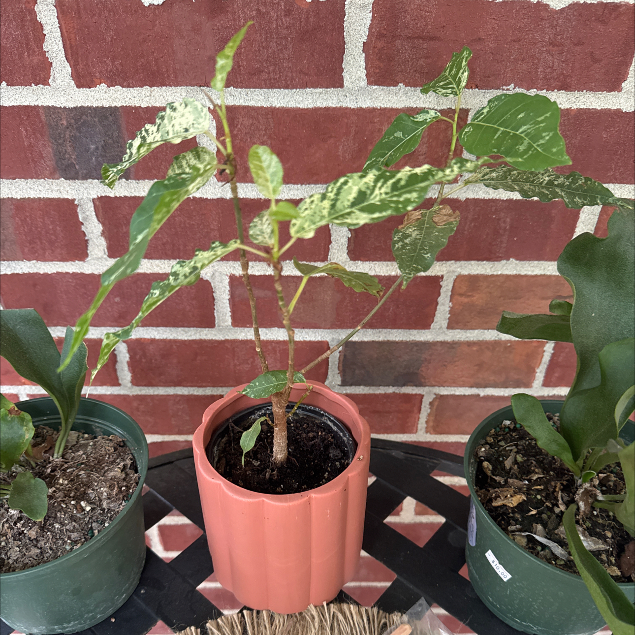 Photo of the plant species Clown Fig by @Error_Reboot named Squiggy on Greg, the plant care app
