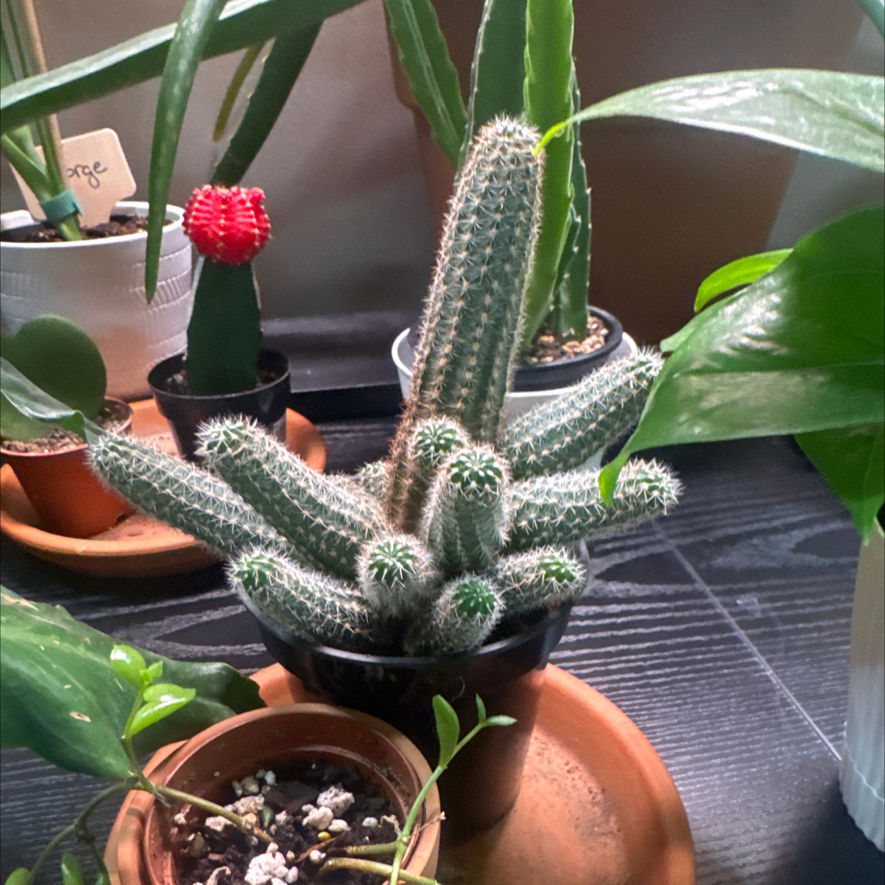 Photo of the plant species White Peanut Cactus by @Error_Reboot named Kardashian on Greg, the plant care app