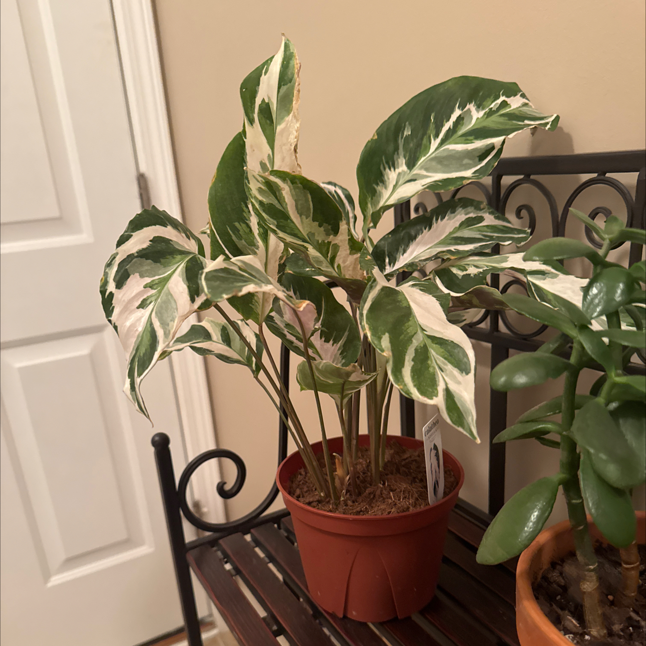 Photo of the plant species Calathea Stella by @Error_Reboot named Stella - Champaign, Illinois on Greg, the plant care app