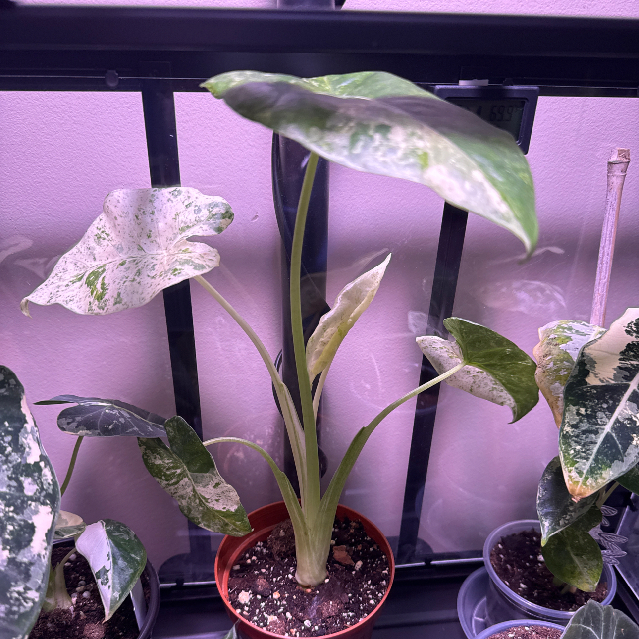 Photo of the plant species Alocasia Blizzard Elephants Ear by @Error_Reboot named Frosty on Greg, the plant care app
