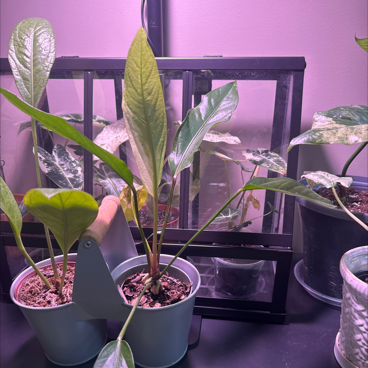 Photo of the plant species Anthurium Big Bill by @Error_Reboot named Robert Plant - Alabama Plant show/26 on Greg, the plant care app