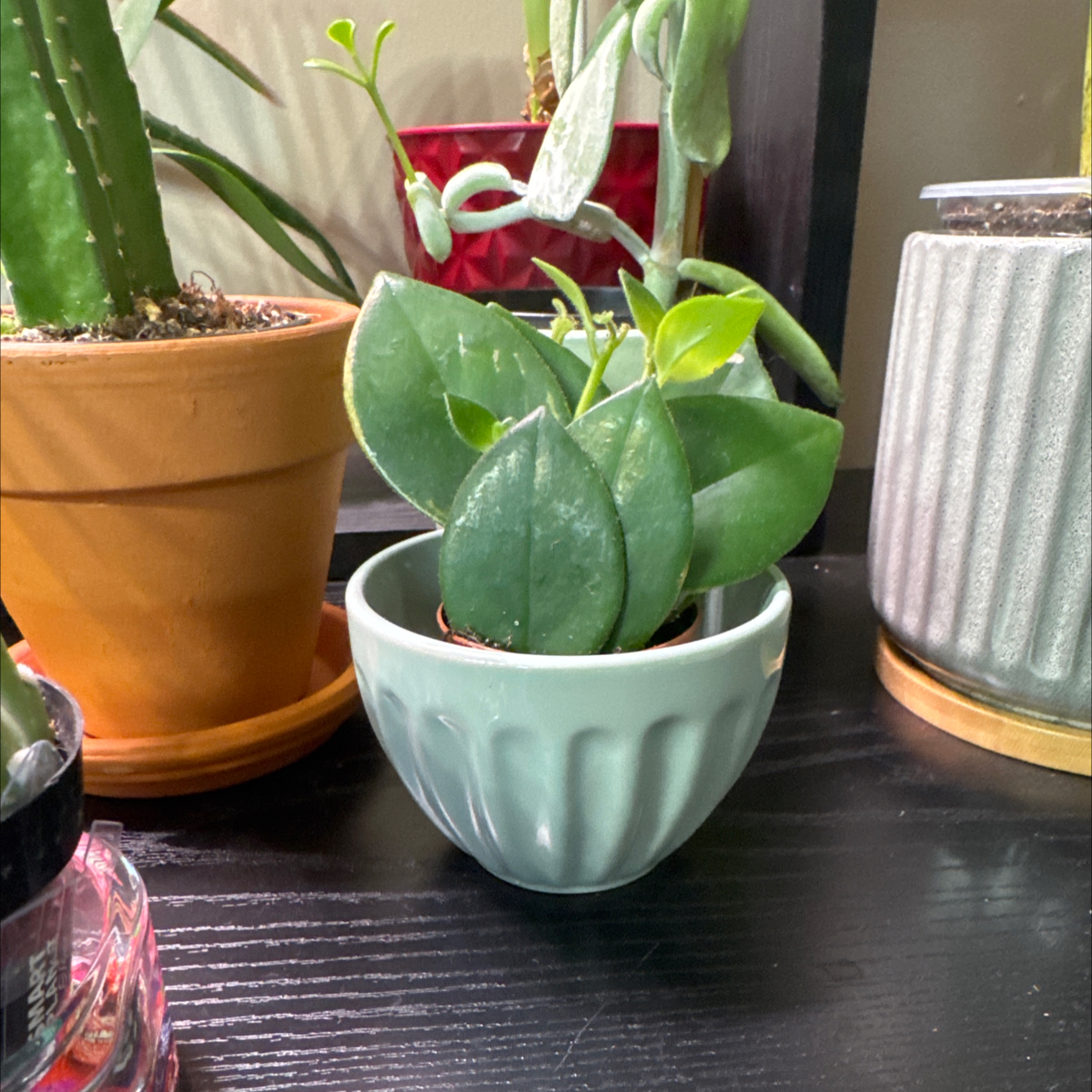 Photo of the plant species Wax Plant by @Error_Reboot named Fake News - Alabama plant show/26 on Greg, the plant care app