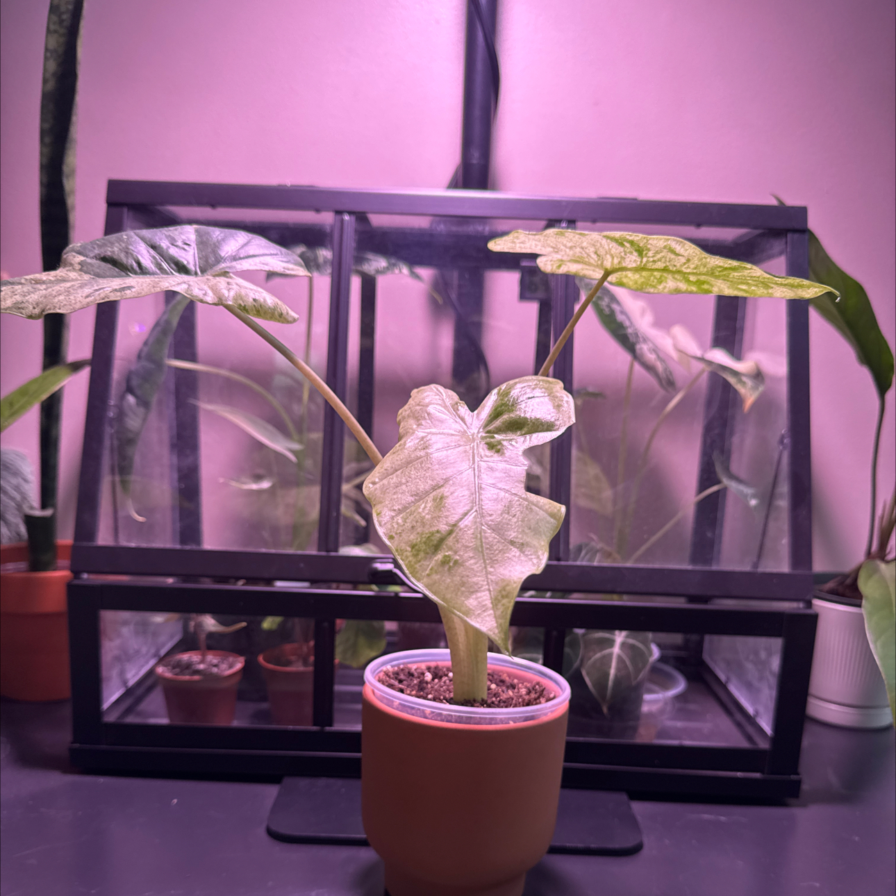 Photo of the plant species Alocasia Blizzard Elephants Ear by @Error_Reboot named Storm - Alabama plant show/26 on Greg, the plant care app