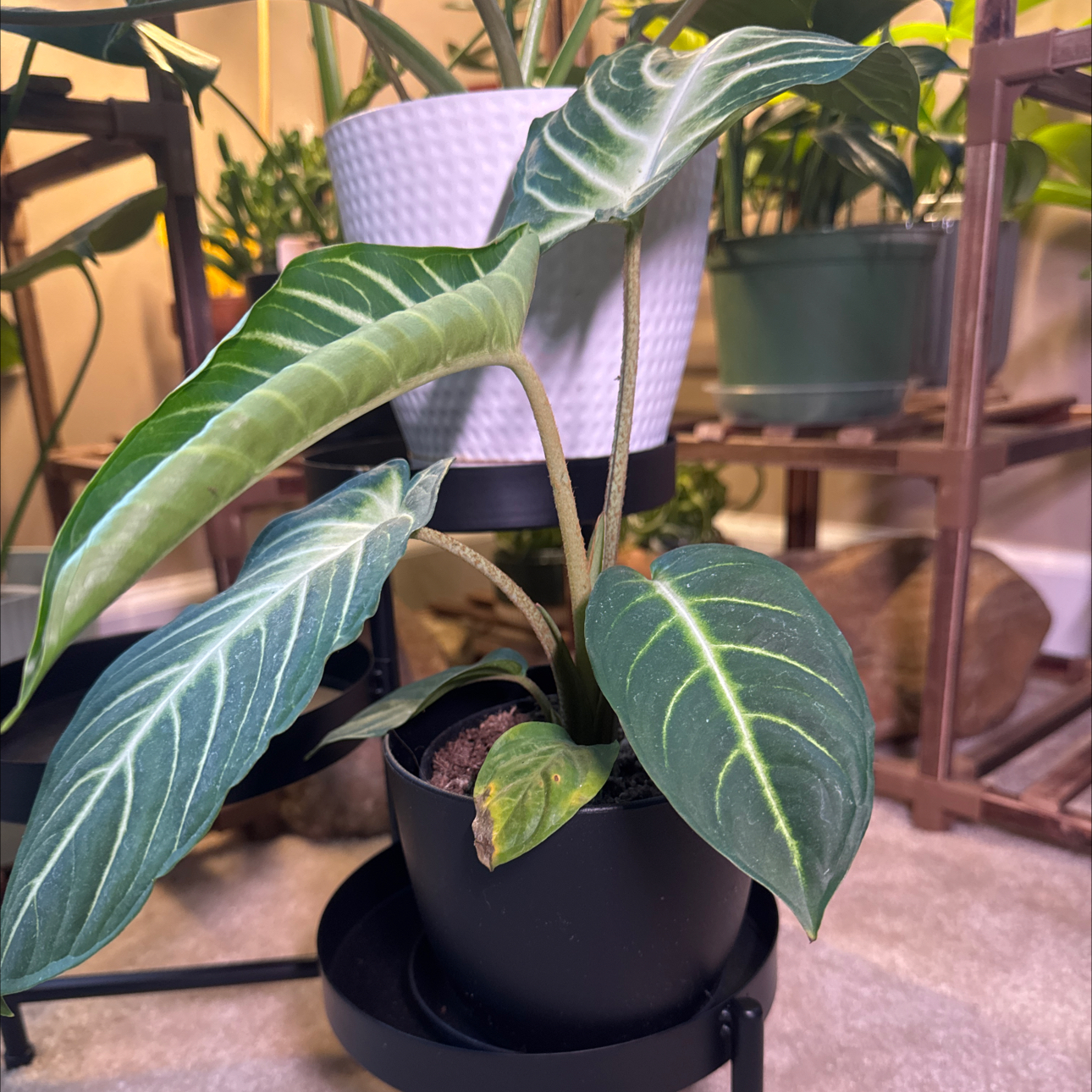 Photo of the plant species Xanthosoma Angel wings by @Error_Reboot named Evangeline - Alabama Plant show/26 on Greg, the plant care app