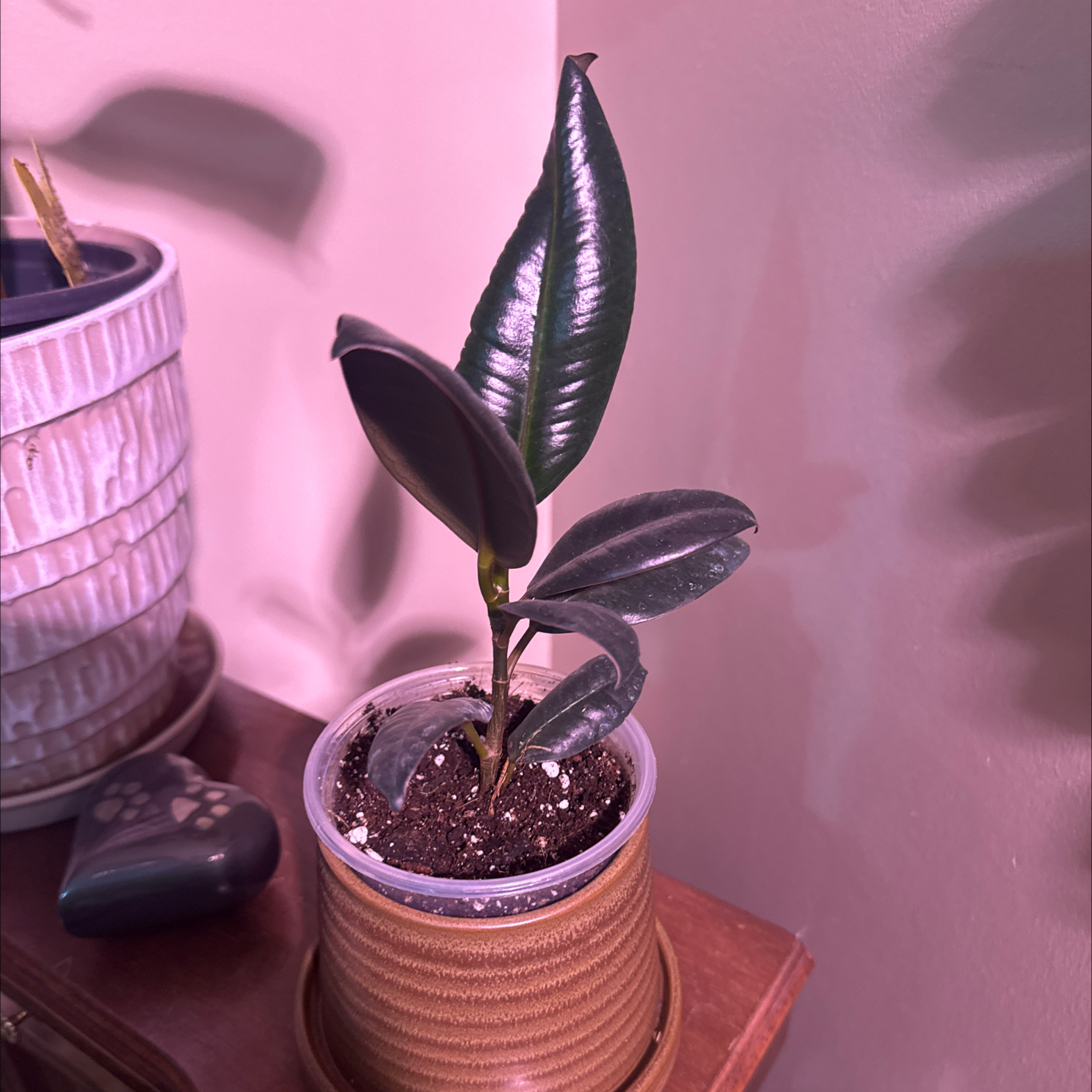 Photo of the plant species Ficus burgundy by @Error_Reboot named Bloody Mary - Alabama Plant show 26 on Greg, the plant care app