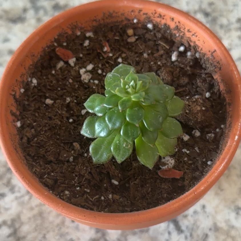 Photo of the plant species Prolific Echeveria by @OptimistAlula54 named Bella on Greg, the plant care app