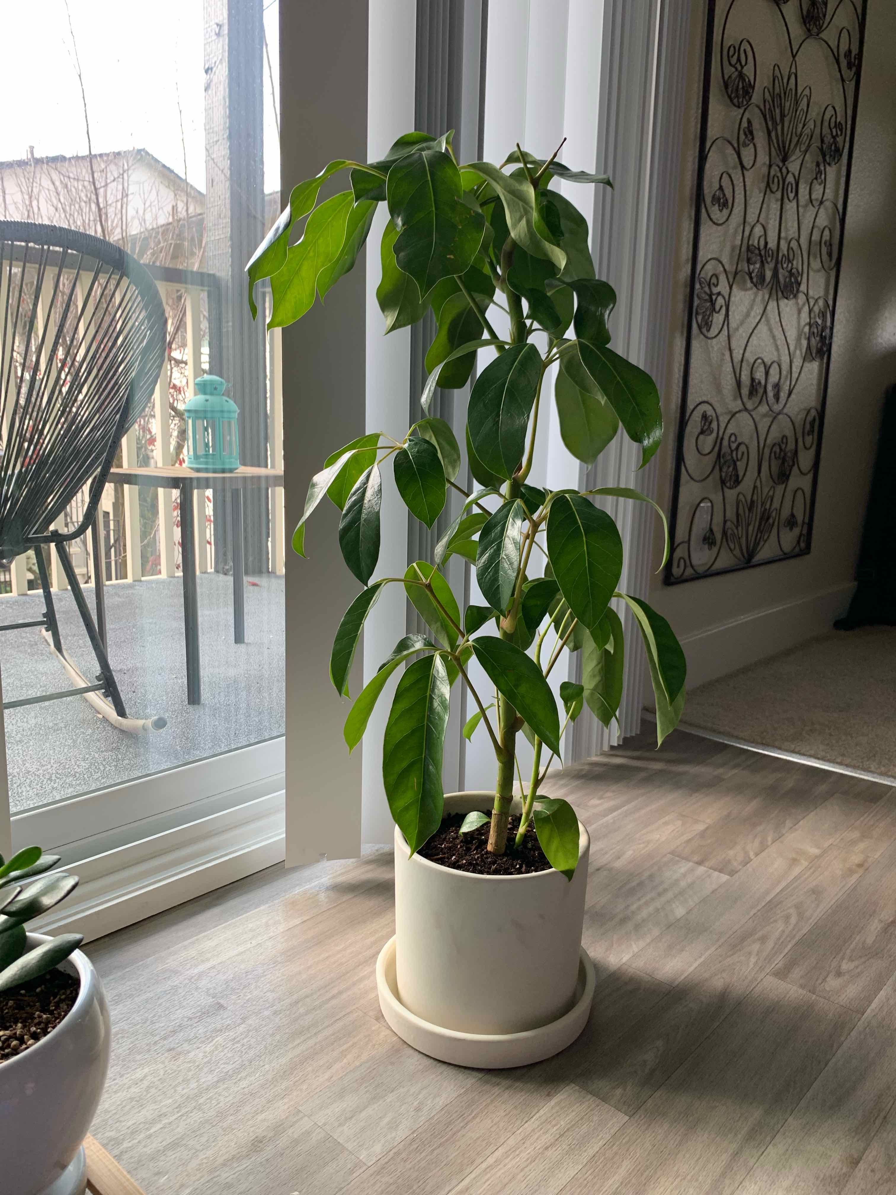 Indoor potted Alpine Schefflera plant with healthy green leaves.