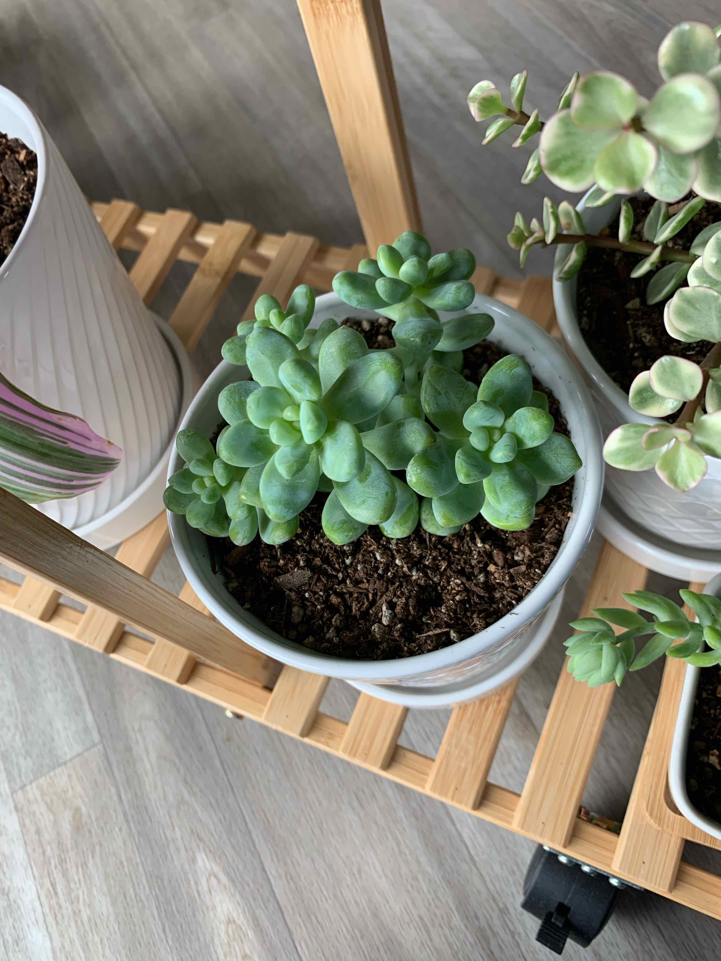 Potted Sedum treleasei succulent on a wooden shelf, appearing healthy with green leaves.