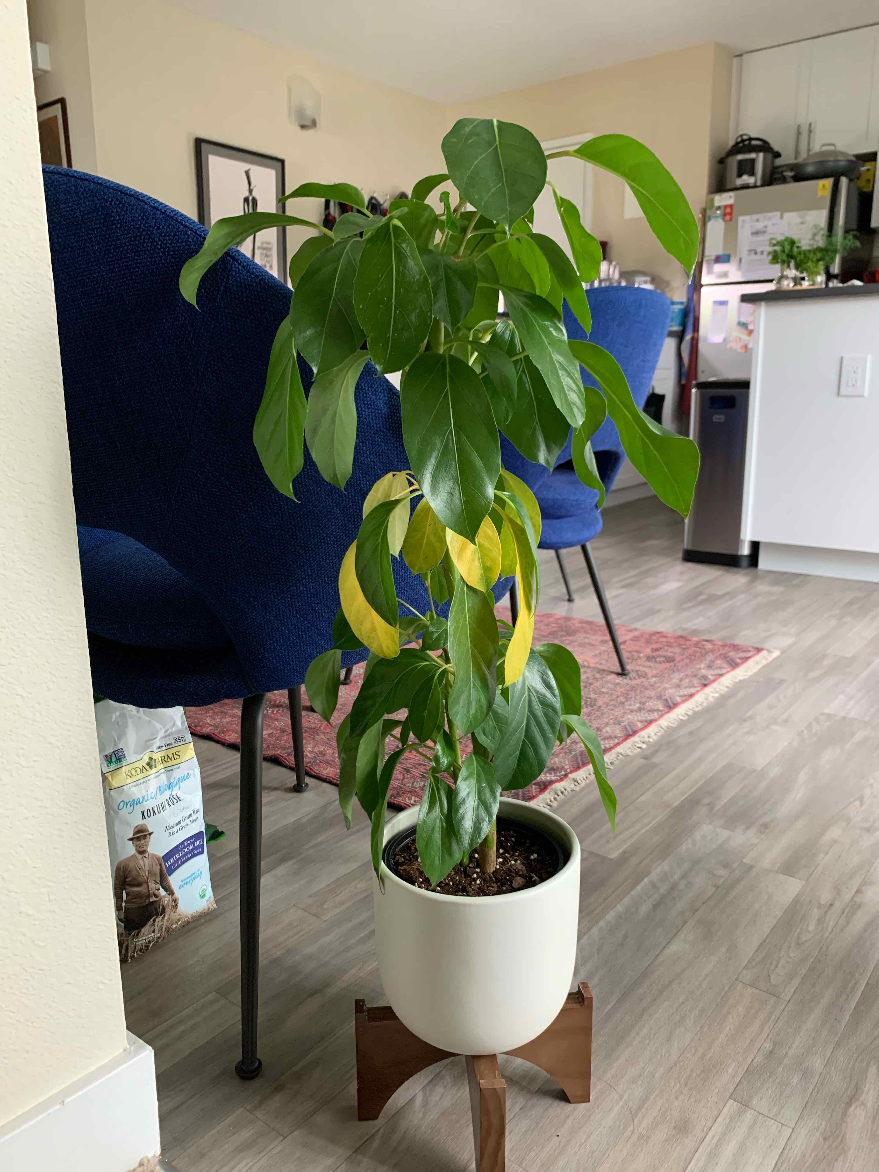 Plant care for Aralia on Greg, the plant care app