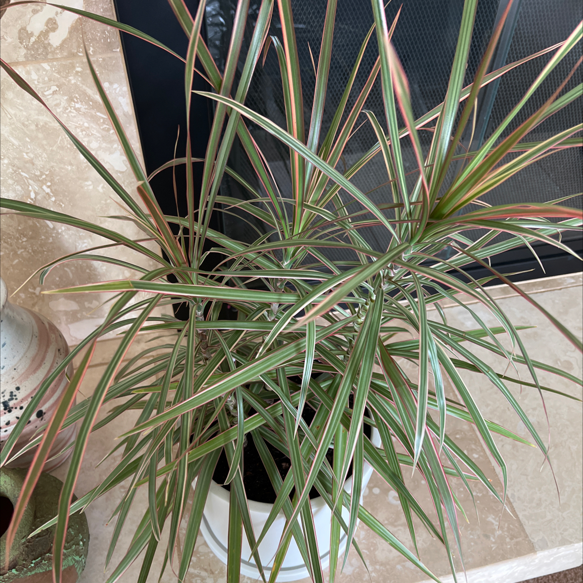 Madagascar Dragon Tree (Dracaena marginata) with healthy, narrow leaves and red edges, placed indoors on a tiled surface.