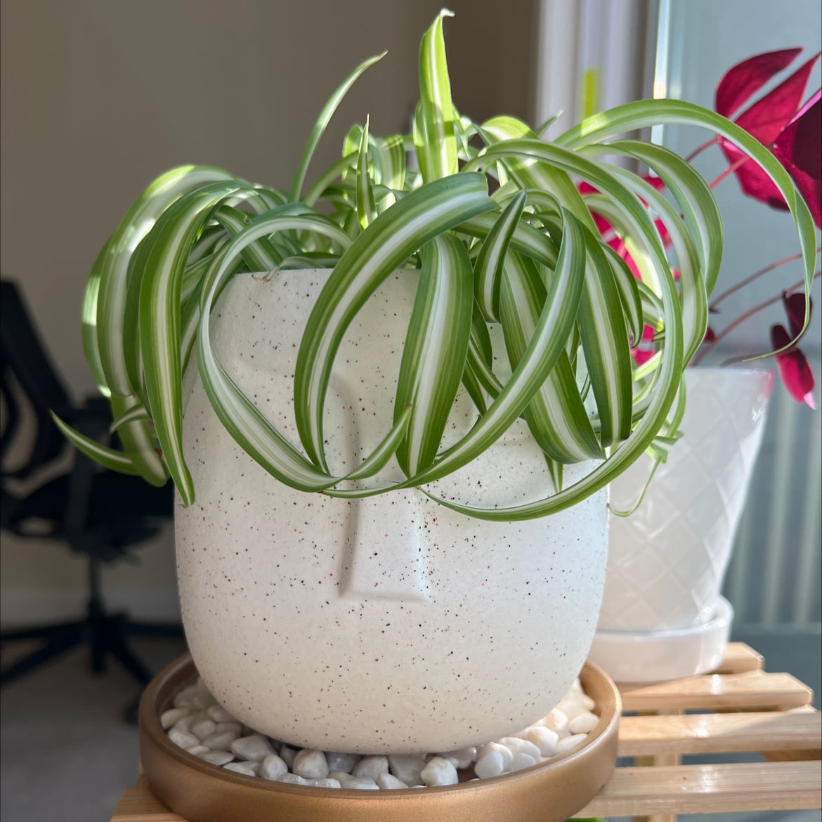 Photo of the plant species Curly Spider Plant by @khcmyers named Curly on Greg, the plant care app