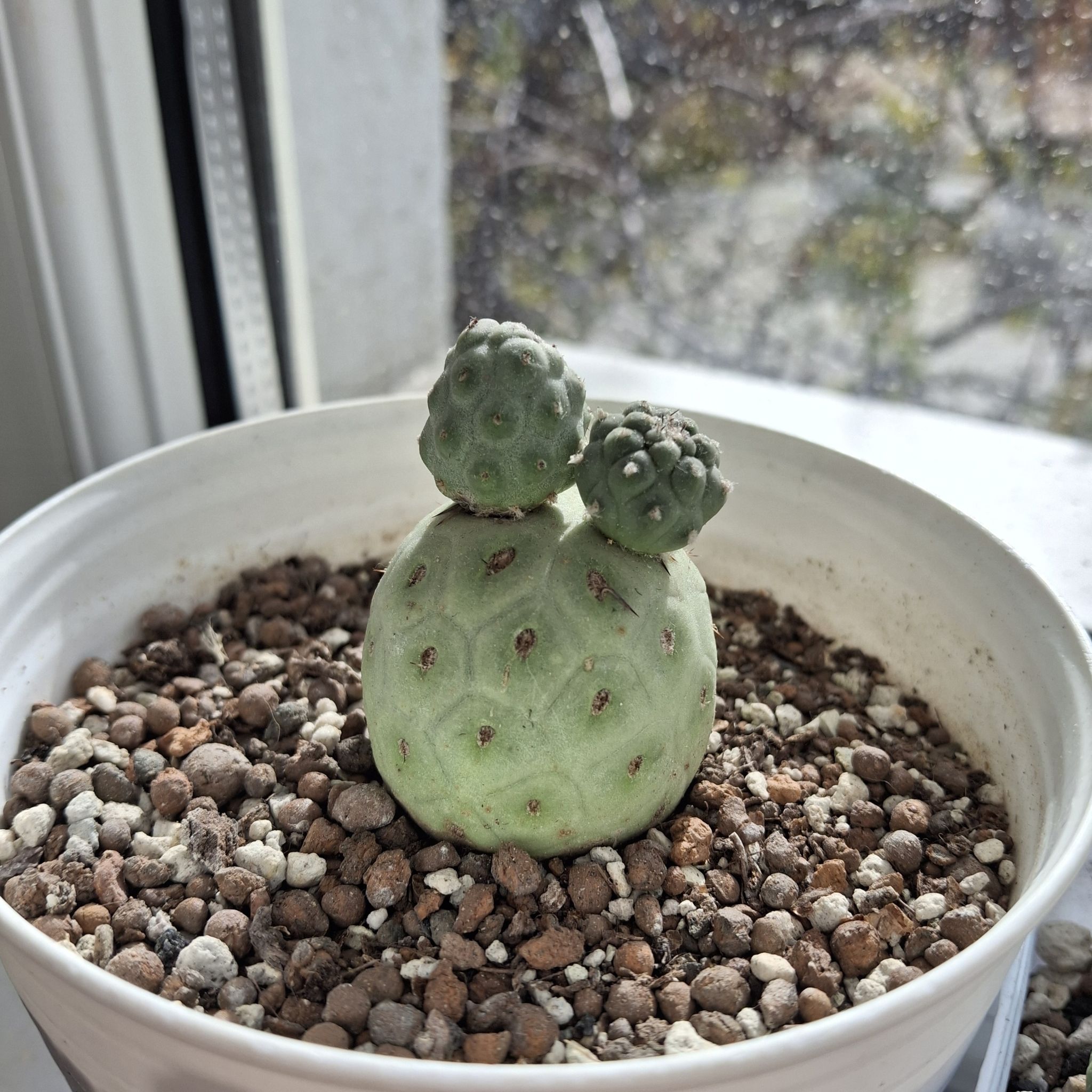 Photo of the plant species dragon egg by @TrustyMayten88 named Captain Plant-it on Greg, the plant care app