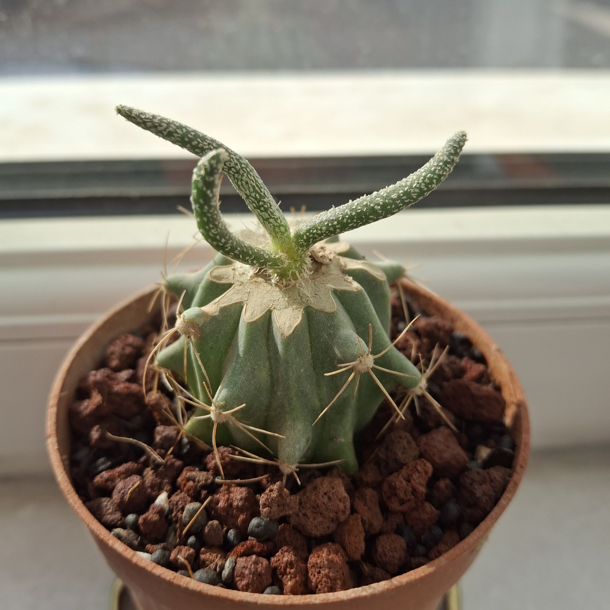 Photo of the plant species Medusa's Head Cactus by @TrustyMayten88 named Robert Plant on Greg, the plant care app