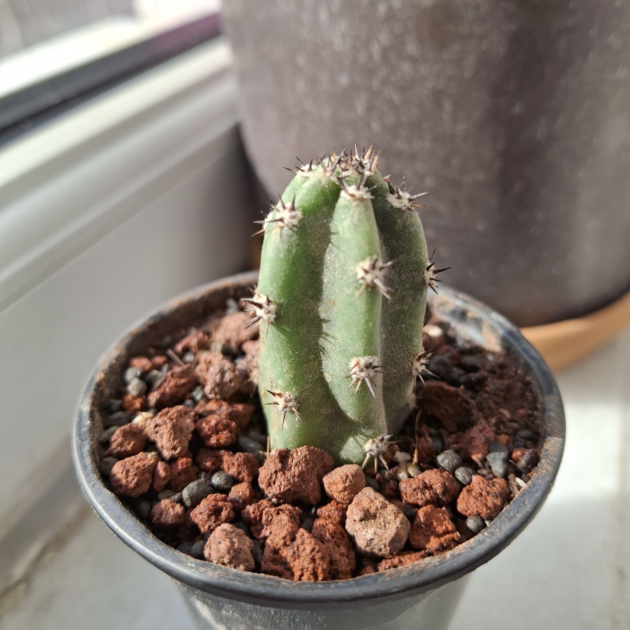 Photo of the plant species Harrisinopsis jusbertii by @TrustyMayten88 named Athena on Greg, the plant care app