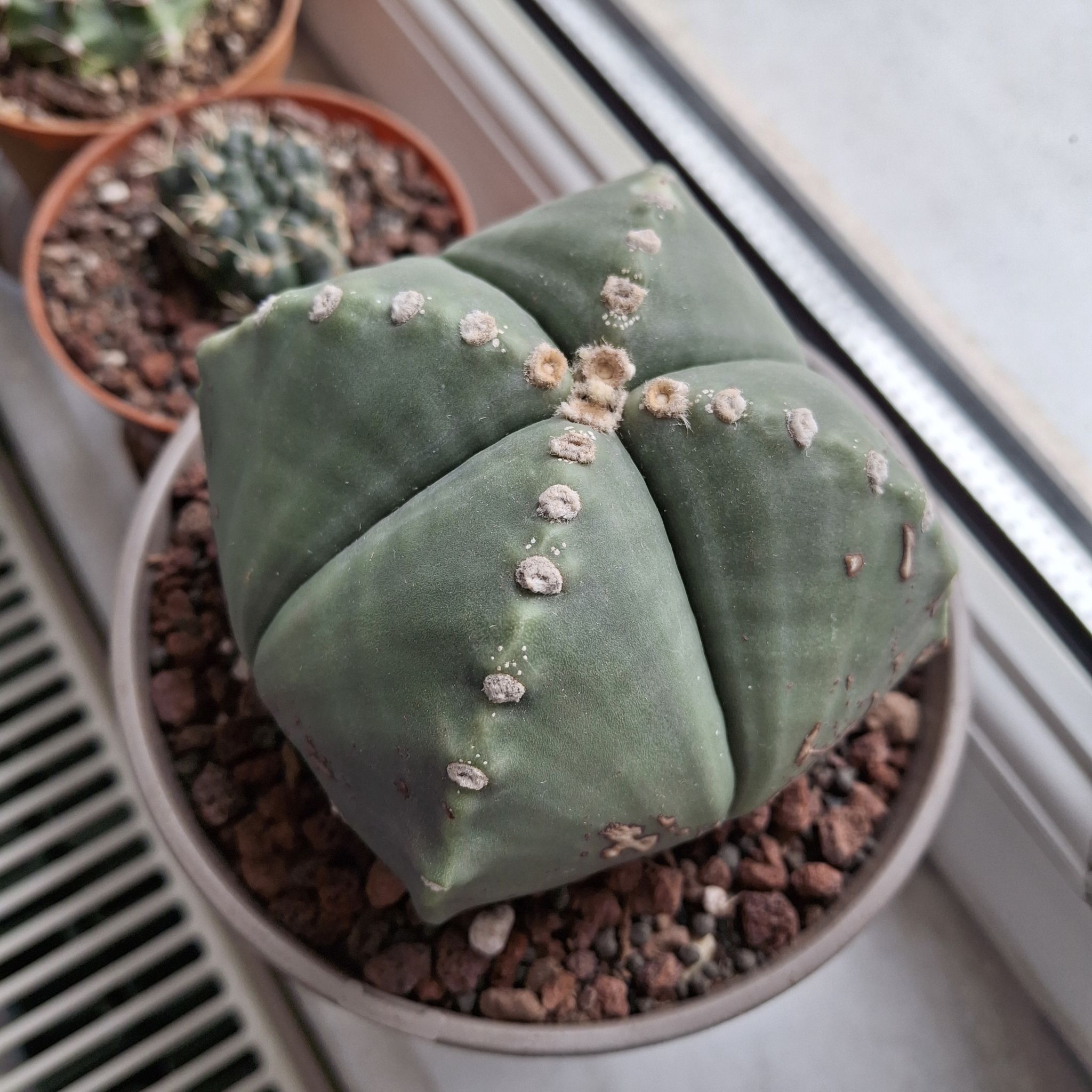 Photo of the plant species Astrophytum myriostigma var. nudum by @TrustyMayten88 named Kazım on Greg, the plant care app