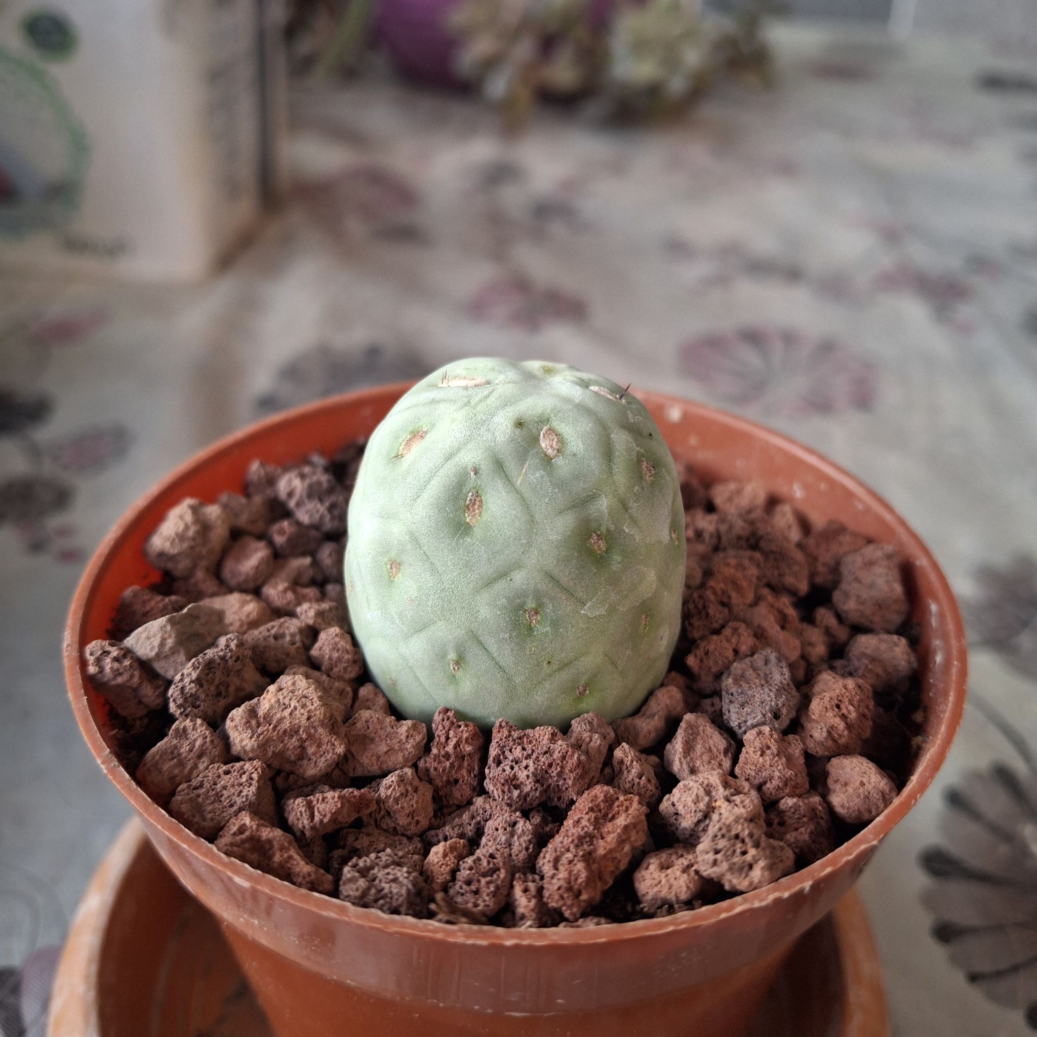 Photo of the plant species dragon egg by @TrustyMayten88 named Cabbar on Greg, the plant care app