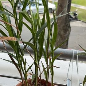 Photo of the plant species Bamboo Orchid by @ZealRosilla76 named Gomez on Greg, the plant care app