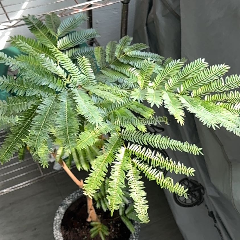 Photo of the plant species Everfresh Tree by @ZealRosilla76 named Figyonce on Greg, the plant care app